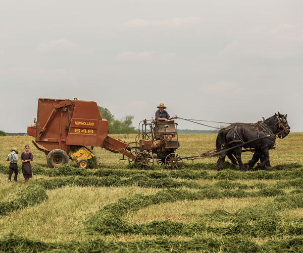 Amish farm garden and buggy